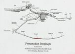 Pterosaur (Pteranodon) Phalanx Bone - Kansas #70236-2